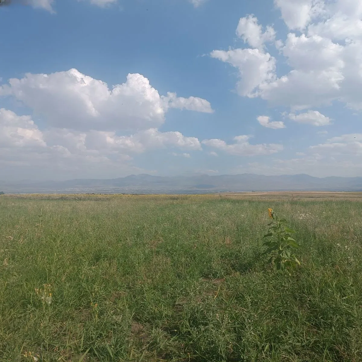Aziziye Merkez'de Satılık Arsa - Fotoğraf 8